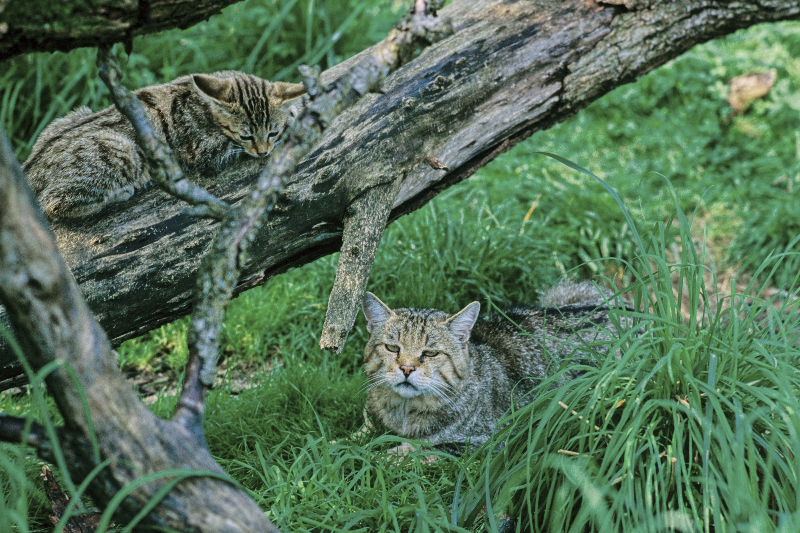 Foto: Wildkatzen, Thomas Stephan