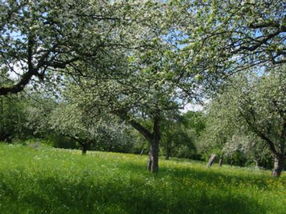 Streuobstwiese - Foto: BUND