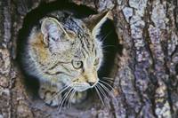 Foto: Wildkatzenjunges in Baumhöhle