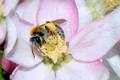 Sandbiene (Andrena Haemorrhoa). Foto: Klaus Kuttig.