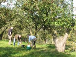 Weiß blühende Obstbäume auf einer Grünen Wiese (Foto: Klaus Mayhack)