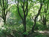 Foto: Stiftungswald im Naturschutzgebiet Rieseberg bei Königslutter