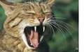 Wildkatze. Foto: Thomas Stephan