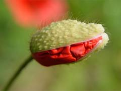 Klatschmohnblüte. Foto: Manfred Schulenburg / CC BY-SA 4.0 / wikimedia commons