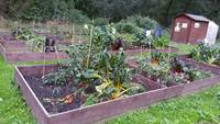 So wie im Schulbiologie-Zentrum Hannover könnten Obst und Gemüse auch bald auf den Terra-Preta-Hochbeeten in Cuxhaven wachsen. Foto: BUND