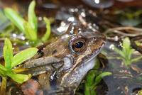 Grasfrosch. Foto: www.istockfoto.com