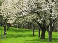 BUND-Streuobstwiese im Wendland
