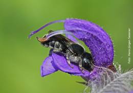 Rendevous von Blauer Mauerbiene und Salbeiblüte - dieses Foto hat die Jury überzeugt. Foto: Hans-Jürgen Sessner