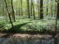 Wald. Foto: Indabas GbR