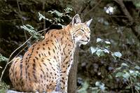 Foto: Luchs