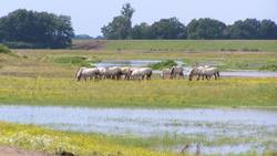 Rückdeichungen wie hier in Lenzen an der Elbe dienen dem Hochwasser- und Naturschutz.