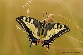 Schwalbenschwanz (Papilio Machon). Foto: Norbert Arndt