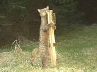 Wildkatze am Stock. Foto: Martin Reuter, HAWK, AG Rohe