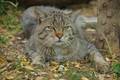 Wildkatze (Foto: Thomas Stephan/BUND)