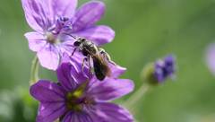 Wildbienen: schön, aber bedroht! Foto: Luisa Stemmler