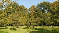 Breidings Garten. Foto: Hermann Carstens