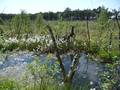 Moorlandschaft