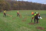 Auszubildende des Niedersächsischen Forstamts Neuhaus pflanzen Sträucher für einen Wildkatzenkorridor zwischen Vogler und Weser. Foto: BUND