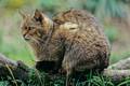 Wildkatze, Foto: T. Stephan / BUND