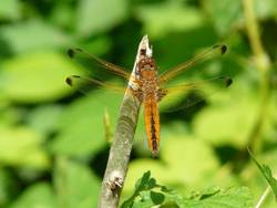 Spitzenfleck (Libellula fulva)