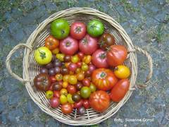 Ein Korb voller Tomaten. Foto: Susanne Goroll