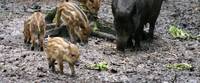 Wildschweine. Foto: Dave Pape / wikipedia.de