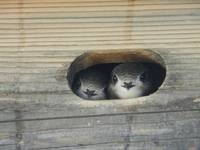 Mauerseglerküken im Nest. Foto:  Klaus Roggel