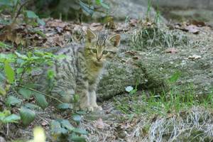 Neugieriges Wildkatzenkind, Foto: C. Bauer