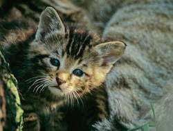 Vom Aussterben bedroht: Nur noch etwa 1.500 Wildkatzen leben in Deutschlands Wäldern. Foto: T. Stephan