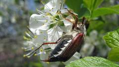 Maikäfer auf Apfelblüte. Foto: Korfon / pixabay.com