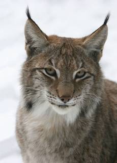 Der Luchs ist heute wieder im Harz heimisch.