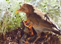 Amsel am Nest. Foto: Bernd Weber