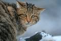 Wildkatze im Schnee. Foto: Thomas Stephan