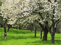 BUND-Streuobstwiese im Wendland