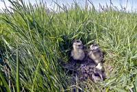 Foto: Küken des Großen Brachvogels