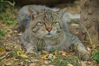 Wildkatze (Foto: Thomas Stephan/BUND)