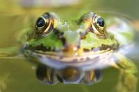 Foto: Wasserfrosch