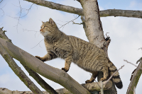 Wildkatze. Foto: Thomas Stephan