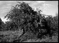 Foto: Obstbaum