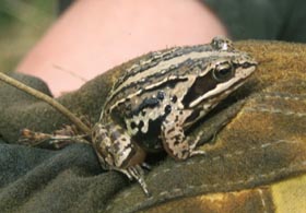 Foto: Moorfrosch auf der Hand
