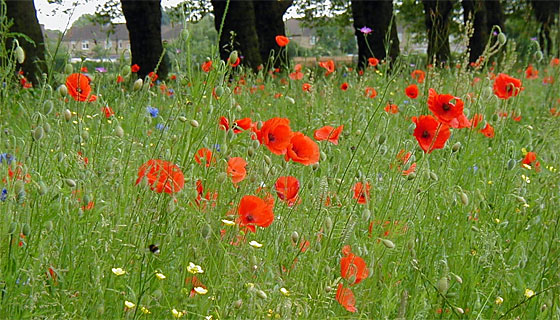 Von Mai bis August können wir die roten Blüten des Klatschmohns bewundern. Foto: Imc / Public domain / wikimedia commons